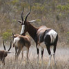 Bontebok