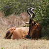 Red Hartebeest