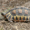 Angulate Tortoise