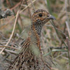 Francolin, Grey Winged