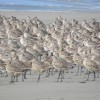 Godwit, Marbled