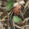 Snake, California Red-Sided Garter