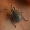 Stink bug