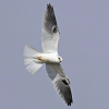 Kite, white-tailed