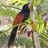 Coucal, Great