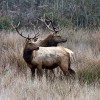 Elk, Tule