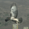 Hawk, Red Tailed