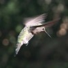 Hummingbird, Anna’s