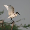 Ibis, Black Headed