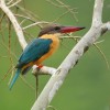 Kingfisher, Stork Billed