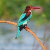 Kingfisher, White Breasted