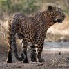Leopard, Indian