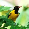 Oriole, Blackheaded