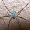 Spider, Long-spinnered