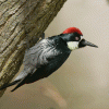 Woodpecker, Acorn