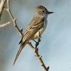 Flycatcher, Ash-throated