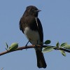 Black Phoebe