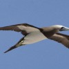 Brown Booby