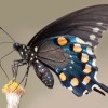 Butterfly, pipevine swallowtail