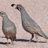 California Quail