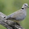 Cape Turtle Dove