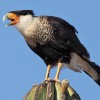 Crested Caracara