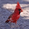 Cardinal, Northern