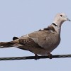 Dove, Eurasian collared