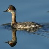 Eared grebe