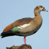 Egyptian Goose