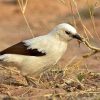 Babbler, Southern Pied