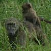 Baboon, Chacma