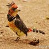 Barbet, Crested