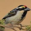 Barbet, Pied