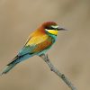 Bee eater, Golden Backed (European)