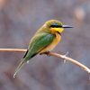 Bee eater, Little