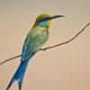 Bee eater, Swallow-tailed