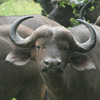 Buffalo, African