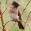 Bulbul, Black-eyed