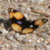 Butterfly, yellow pansy