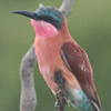 Bee-eater, Carmine