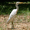 Egret, Cattle