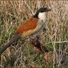 Coucal, Burchell’s