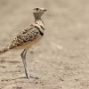 Courser, Double-banded