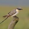 Cuckoo, Great-spotted