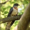 Cuckoo, Red-chested