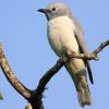 Cuckooshrike, White-breasted