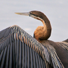 Darter, African