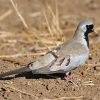 Dove, Namaqua