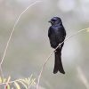 Drongo, Fork-tailed